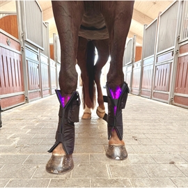 Equine LTS 3.0